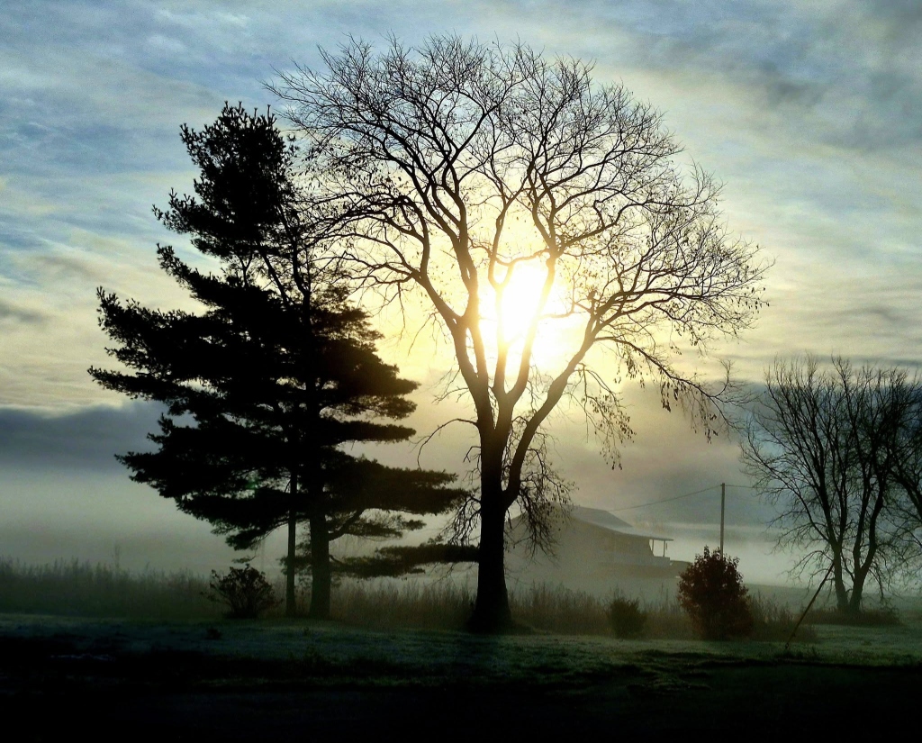 Tree Hero Background